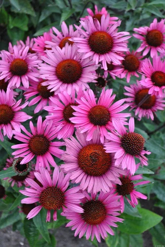 Jeżówka Fatal Attraction Echinacea