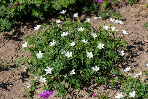 Bodziszek czerwony Album Geranium sanguineum