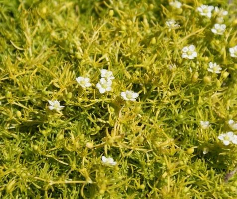 Karmnik ościsty Lime Moss Sagina Subulata 9