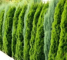 Żywotnik Zachodni Smaragd Thuja Occidentalis 1l