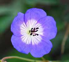 Bodziszek Rozanne Geranium hybrids