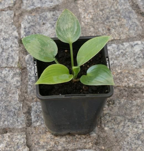 Funkia Halcyon Hosta 2l