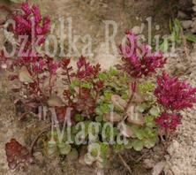 Rozchodnik kaukaski Voodoo Sedum spurium 9