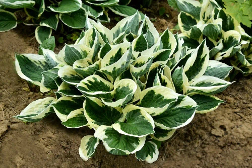 Funkia Minuteman Hosta 1l