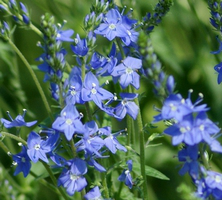 Przetacznik pagórkowy Royal Blue Veronica teurcium 9
