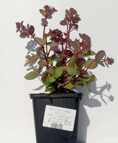 Rozchodnik wielki Red Cauli Sedum telephium Sedum telephium 9