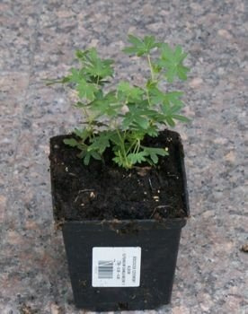 Bodziszek czerwony Album Geranium sanguineum