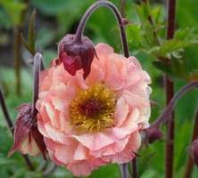 Kuklik Mai Tai Geum 9