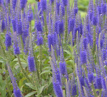 Przetacznik długolistny Niebieski Veronica Longifolia 9