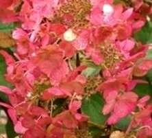 Hortensja bukietowa Magical Flame Hydrangea paniculata 1l