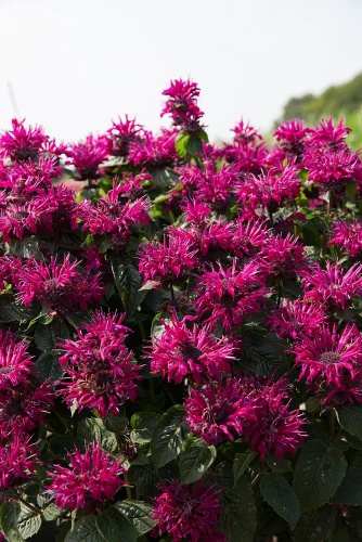 Pysznogłówka Bee-True Monarda