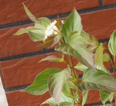 Dereń Biały Cornus Alba 3l