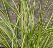 Turzyca Minigold Carex hachijoensis 9