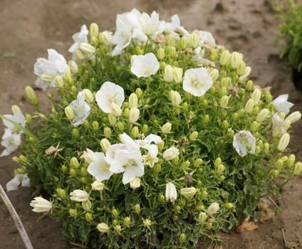 Dzwonek karpacki White Clips Campanula carpatica