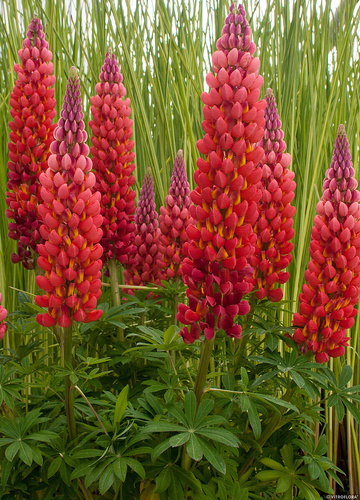 Łubin Towering Inferno Lupinus hybrida