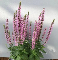 Szałwia omszona Rianne Pink Salvia nemorosa