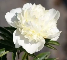 Piwonia Chińska Primavera Peonia (Paeonia) Lactifolia 2-3l