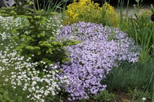 Floks Szydlasty Emerald Cushion Blue  Phlox subulata 9