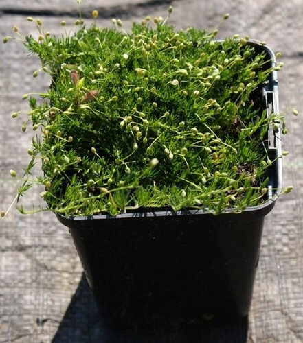 Karmnik ościsty Green Moos Sagina subulata 9