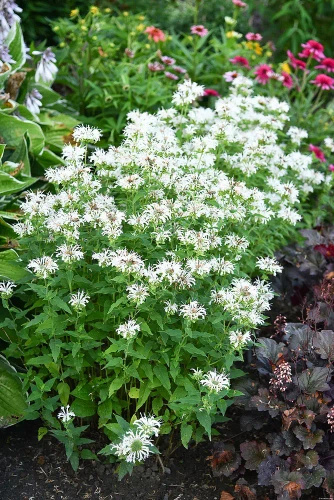 Pysznogłówka Bee-Bright Monarda 9