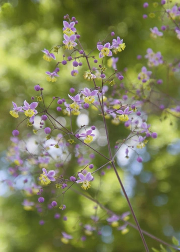 Rutewka dwuskrzydłowa Thalictrum delavayi var Decorum1l