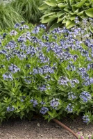 Amsonia nadreńska Blue Ice Amsonia tabernaemontana