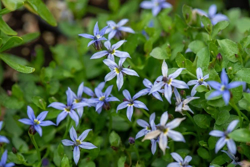 Izotoma nadwodna Dark Blue Isotoma fluviatilis