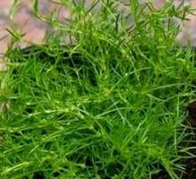 Karmnik ościsty Green Moos Sagina subulata 9