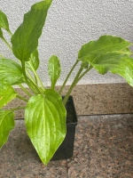 Funkia babkowata Venus Hosta plantaginea 1l