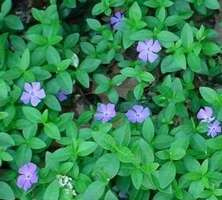 Barwinek pospolity Vinca minor 9