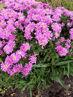 Aster Wood's Pink Aster hybrida 1l 