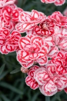 Goździk Raspberry Eyes Dianthus hybrida