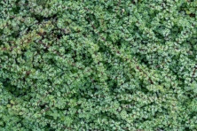 Macierzanka wczesna Pseudolanuginosus Thymus Praecox