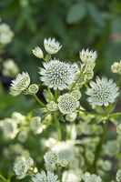 Jarzmianka Astra White Astrantia hybrida 0,5l - 1l