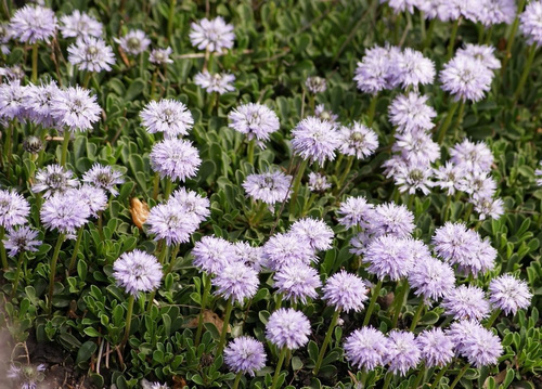 Kulnik sercolistny Alba Globularia Cordifolia 9