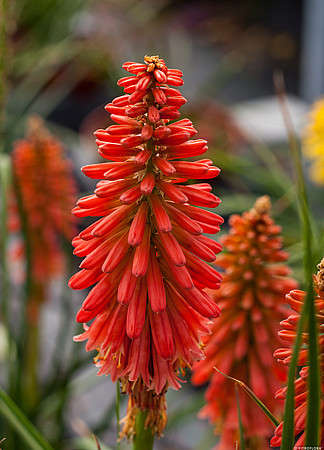 Trytoma Redhot Popsicle Kniphofia hybrida 1l