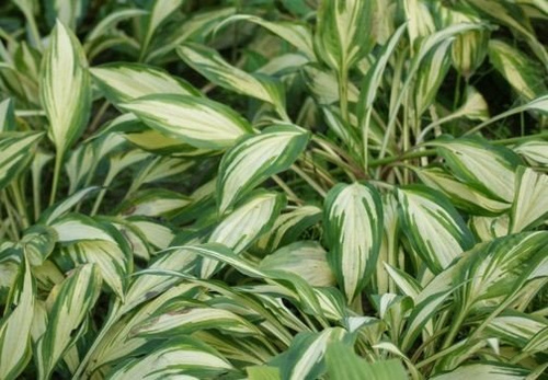 Funkia Cherry Berry Hosta 1l