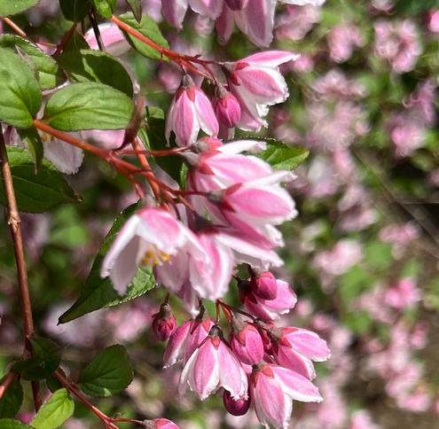 Żylistek Mont Rose Deutzia x hybrida 1l
