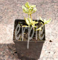 Runianka japońska Silver Edge Pachysandra Terminalis