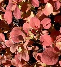 Berberys Thunberga Orange Pillar Berberis Thunbergii 1l