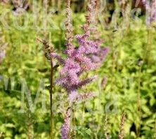 Tawułka chińska Astilbe chinensiss var. Pumila