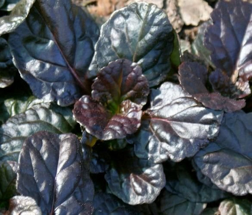Dąbrówka rozłogowa Black Scallop Ajuga Reptans