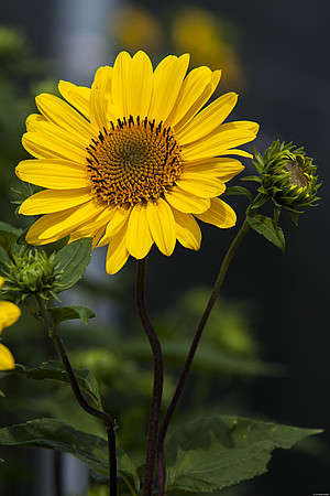 Słoneczniczek Suncatcher Pure Gold Helianthus 1l