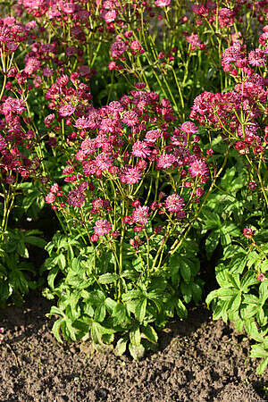 Jarzmianka większa Cerise Button Astrantia Major 9-1l