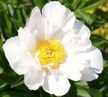 Piwonia Krinkled White Peonia (Paeonia) 2-3l