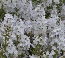 Przetacznik Rozesłany Alba Veronica Prostata1l