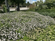 Aster letni Kalimeris wciętolistna Madiva Kalimeris incisa