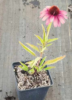 Jeżówka Meditation Cerise Echinacea 0,5l