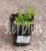 Floks Szydlasty Spring Hot Pink Phlox subulata 9