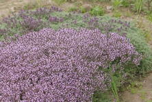 Macierzanka  Omszona Thymus Lanuginosus 9